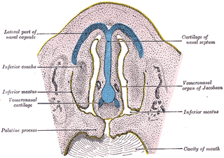 Illustration for article titled This Funny Face is Actually Essential to Mammals' Sex Lives